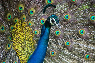 Close-up of peacock