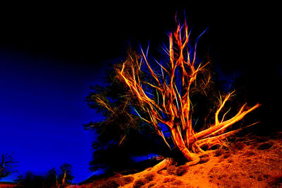 Close-up of tree against sky at night