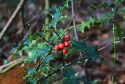 Close-up of berries growing on tree