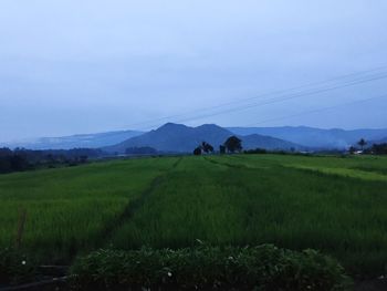 Scenic view of agricultural field against sky