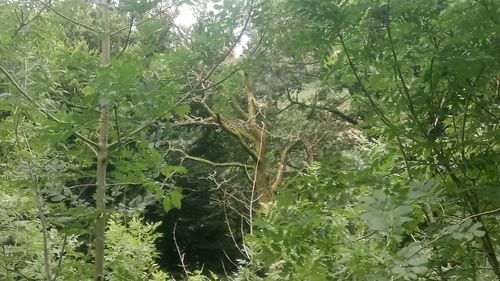 Plants growing in forest