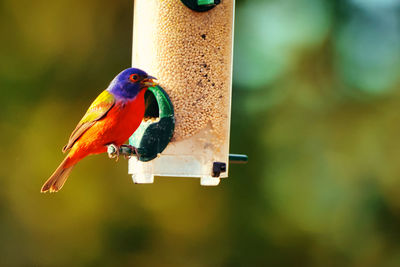 Close-up of bird perching on a feeder