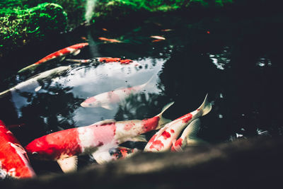 View of koi carps swimming in pond