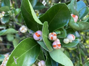 Close-up of snail on plant