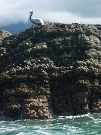 Low angle view of bird perching on rock by sea against sky