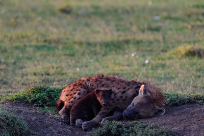 Cheetah on field