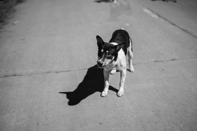 Portrait of dog on street