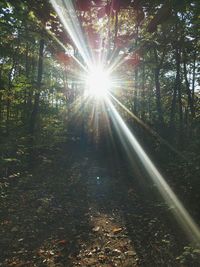 Low angle view of trees against sunlight