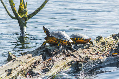 High angle view of turtles on rock amidst lake