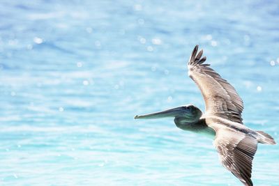 Close-up of seagull flying over sea