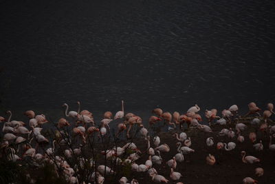 Flamingo party