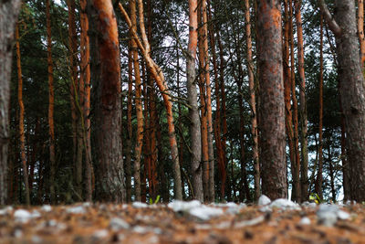 Trees in forest during winter