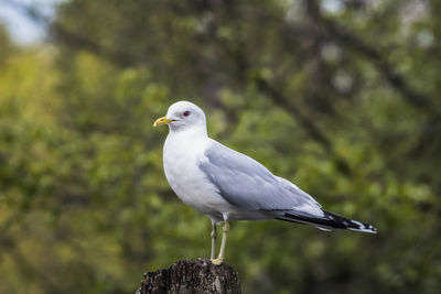 Close-up of seagull perching on wooden post