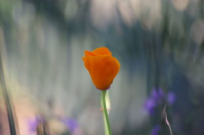 Close-up of flower blooming outdoors