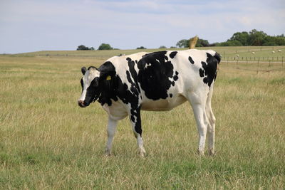 dairy cow