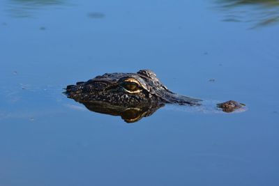 Close-up of turtle swimming in lake