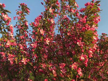 Low angle view of flowering plants against sky