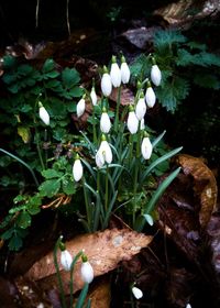 Close-up of white flowers