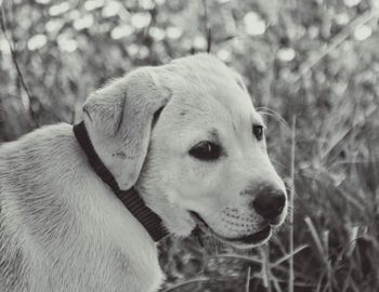 Close-up of puppy on grassy field