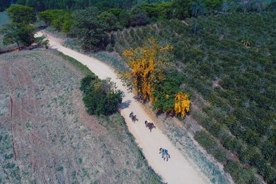Aerial view of people riding horses on country road amidst farms