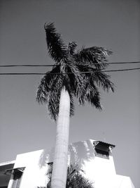 Low angle view of coconut palm tree against clear sky