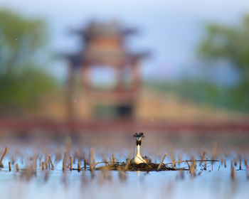 Great crested grebe on nest in lake