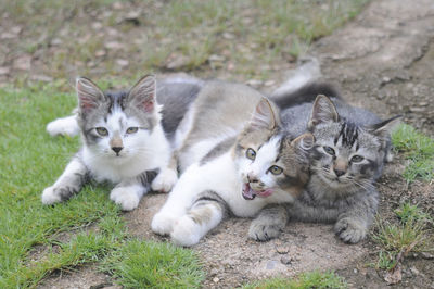 Portrait of cat relaxing on field