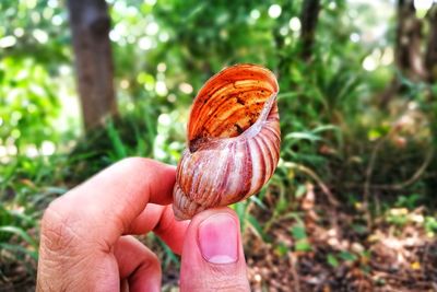 Close-up of hand holding shell