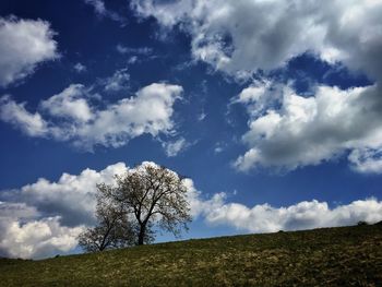 Single tree on landscape against sky