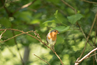 Close-up of robin perching on branch