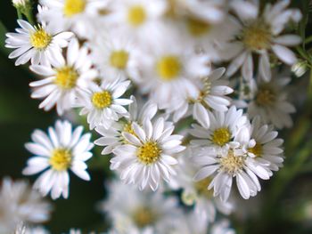 Close-up of white flowering plants