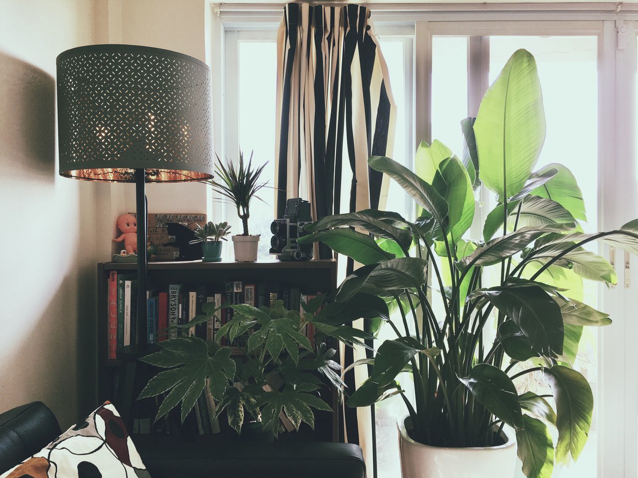 potted plant, indoors, plant, leaf, home interior, chair, table, no people, growth, window, curtain, day, close-up