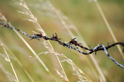 Close-up of barbed wire fence