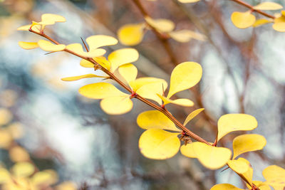 Close-up of twig against blurred background