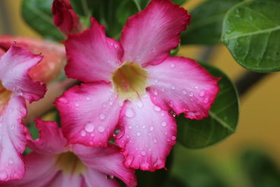 Close-up of wet pink rose blooming outdoors