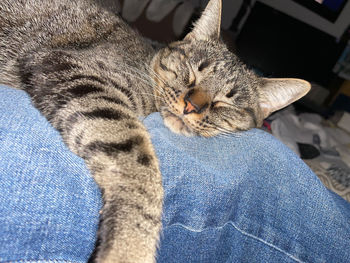 High angle view of cat resting on bed