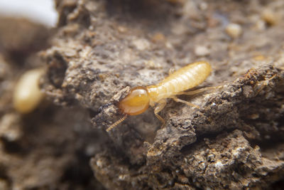 Close-up of insect on rock