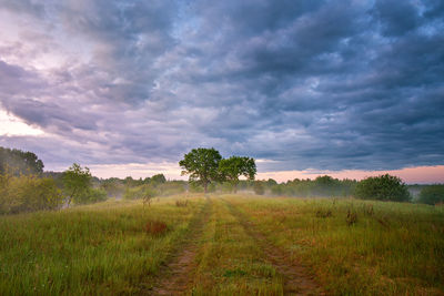 Summer misty sunrise on meadow.  two large oak trees in morning fog. overcast rainy clouds. belarus