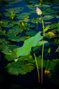 Close-up of lotus water lily in lake