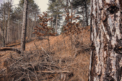 View of trees in forest