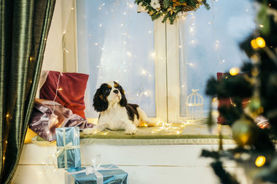 View of dogs on glass window