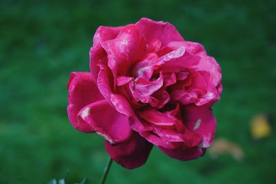 Close-up of pink rose blooming outdoors