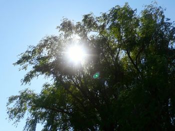 Low angle view of trees against clear sky