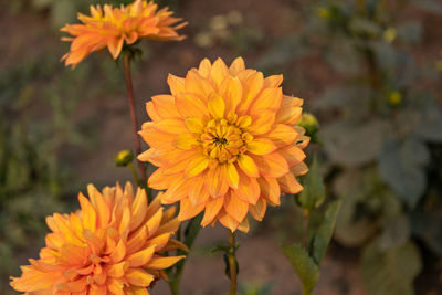 Close-up of orange flowering dahlia plant