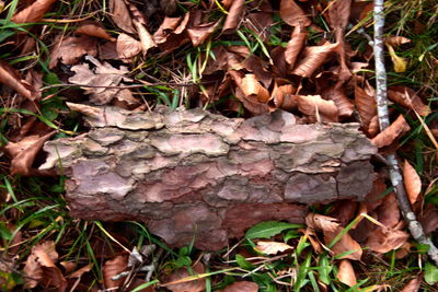 Close-up of stone wall in forest