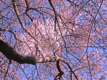 Low angle view of bare trees against sky