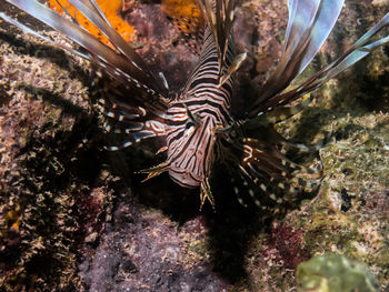 Close-up of coral in sea
