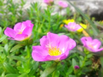 Close-up of pink crocus blooming outdoors