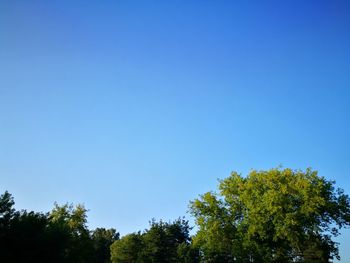 Low angle view of trees against clear blue sky