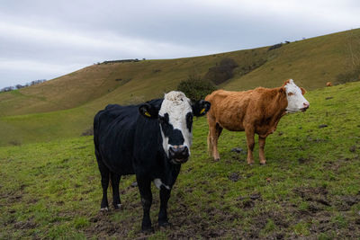 Cows on field